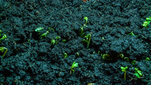 Timelapse. Close-up of Green Lettuce Sprouting