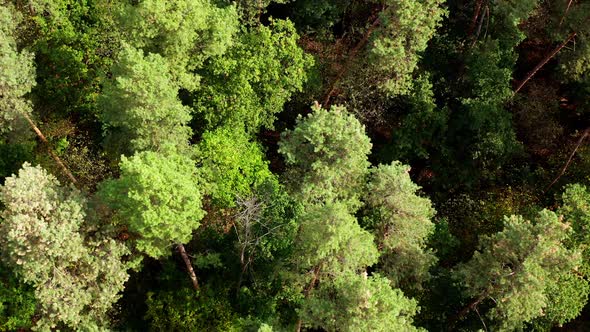 Nature background of woodland.  alt