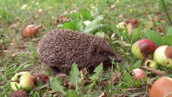 Hedgehog with apple on background. Hedgehog crawling near apples in the garden alt