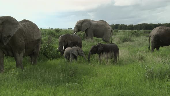 African Elephant (Loxodonta africana)  family  eating in grasslands, Amboseli N.P. Kenya. alt