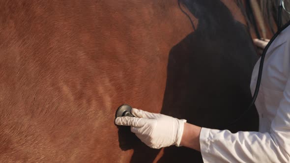 Veterinarian Listens to Lungs and Heart of Horse Medical Examination Love and Care for Animals alt