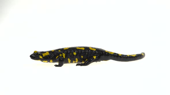 Salamandra Maculosa in White Background. alt