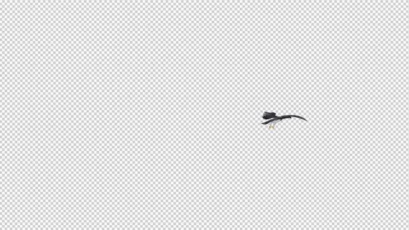 Harpy Eagle - Flying Round - Transparent Loop