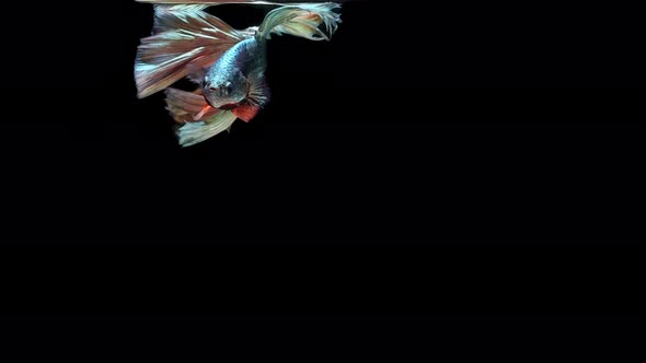 Multi-color Siamese fighting fish alt