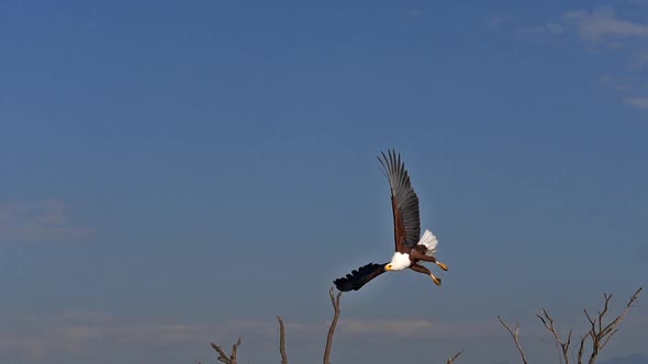 African Fish-Eagle, haliaeetus vocifer, Adult in flight, Fish in Claws, Fishing at Baringo Lake alt