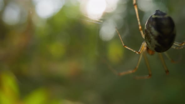 Small Grey Spider Spins Web Hanging Upsidedown in Park alt