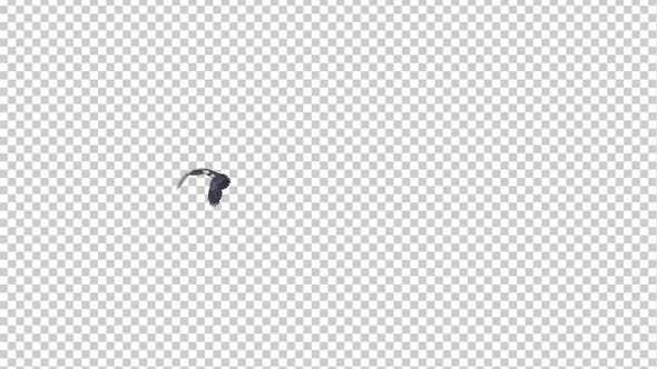 Harpy Eagle - Flying Transition - I