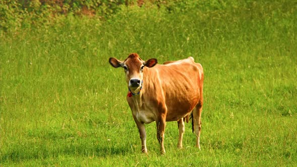 Cow alt