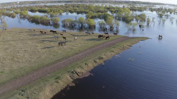 The Horse Herd Graze Along the Shore of the Lake. Wild Horses in Nature