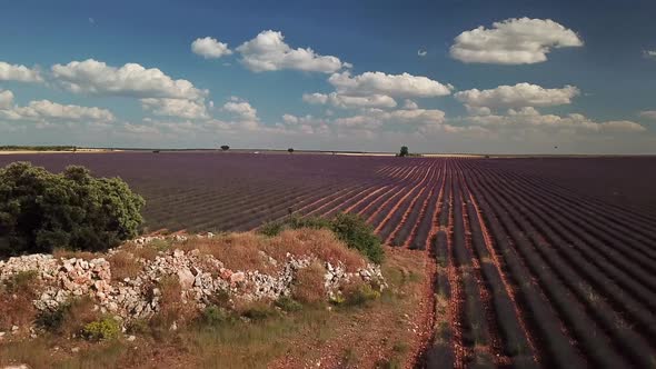 Aerial View of Lavender Fields and Lonely Standing Trees During Sunset Near Brihuega. Spain in the