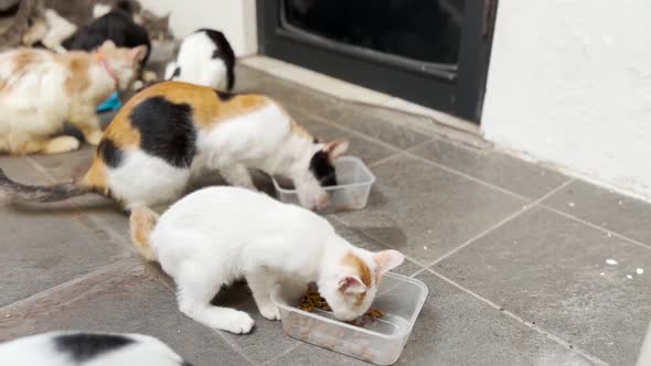 House Pets Cats Eating Together alt