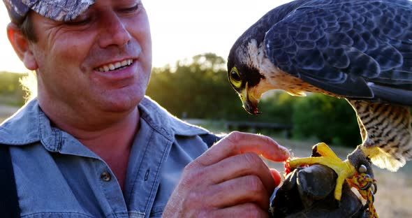Man feeding falcon eagle on his hand alt