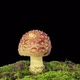Time-lapse of growing fly agaric mushroom - VideoHive Item for Sale