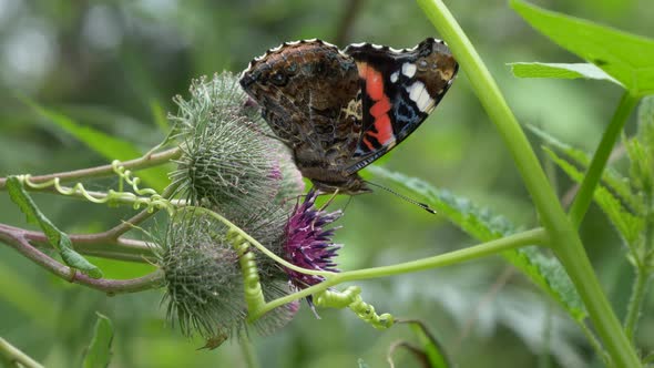 Beautiful Butterfly Urticaria Drinking Nectar from A Flower