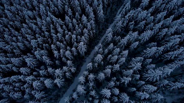 Drone Aerial Fly Above Winter Forest Unveiling Mountain Valley alt