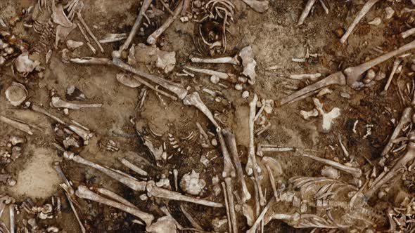 Skulls and Bones of People in the Ground Work of the Search Team at the Site of a Mass Shooting of alt