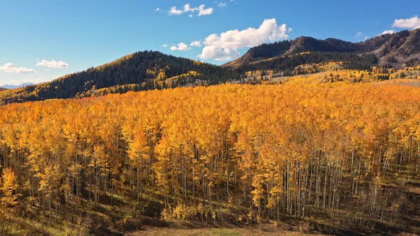 Slow moving aerial view of colorful Aspen tree forest during the Fall alt