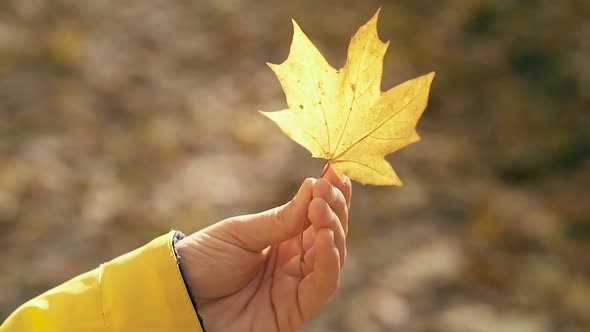 Female hand holding yellow maple leaf.