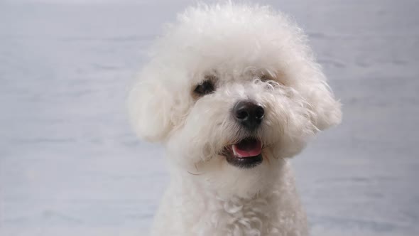 Portrait of a Dog Breed Bichon Frize alt