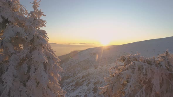 Frozen Tree Tops in Peaceful Sunset Scene. Snowy Mountains in Bulgaria alt