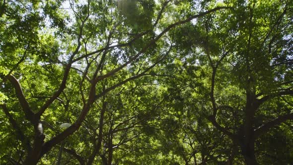 Sunlight filtering through leaves of green tall trees, forward dolly alt