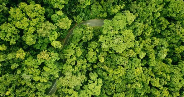 Rotating aerial view of a road winding through the rainforest. alt