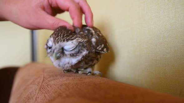 The little owl in the apartment. Stroking owl. Athene noctua. Slow motion