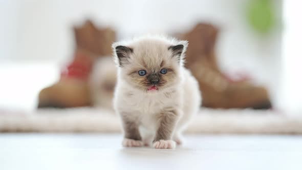 Ragdoll Kitten at Home alt