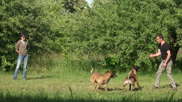 Man Is Catching Dogs Attenchion Using Ball. alt