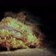 Underwater Scorpionfish - VideoHive Item for Sale