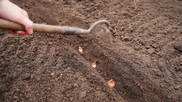 Sprinkling with Earth Planted Onion Bulbs alt