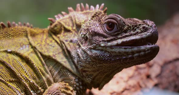 Philippine Sailfin Lizard, Crested Lizard, Sail-fin Lizard, Sailfin Water Lizard (Hydrosaurus alt