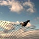 Crow leaping of fence in slow motion - VideoHive Item for Sale
