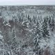 Winter Snow-covered Forest at Day Aerial Top View - VideoHive Item for Sale