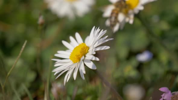 Honey Bee Daisy Meadow