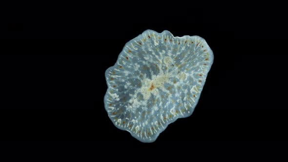 Turbellaria Worm Order Polycladida Under a Microscope Possibly the Family Planoceridae alt