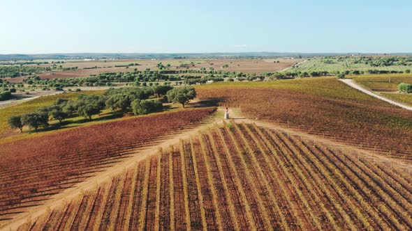 Aerial Scenic View Over Beautiful Lush Landscape with Neat Rows of Dark Vineyard alt