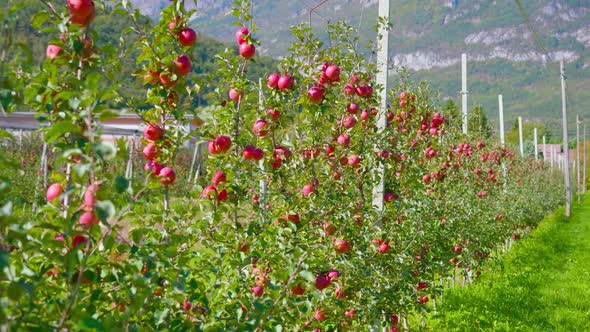 Apples on Tree Branches Fixed on Metal Wires on Sunny Day alt