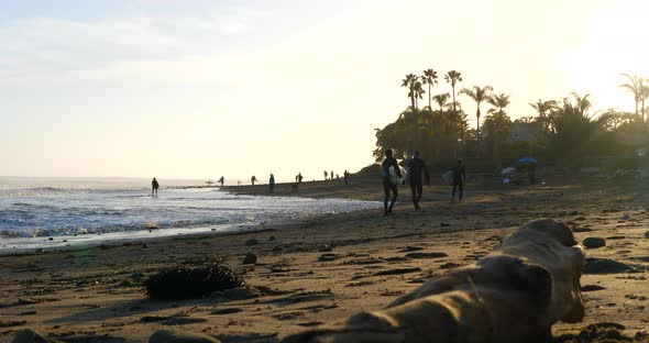 Surfers and their surfboards walking along the sandy beach at Rincon Point in California at sunset w alt