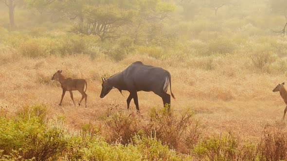Nilgai or Blue Bull Is the Largest Asian Antelope and Is Endemic To the Indian Subcontinent alt