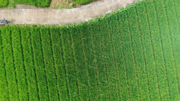 Top view of narrow road and farmers hut on rice plantation on Java, Indonesia alt