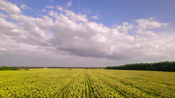 Bright yellow sunflower field, blooming oilseed flowers, blue sky with white clouds.