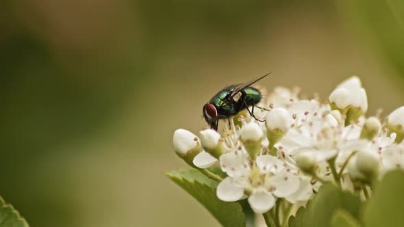 Green Bottle (Lucilia Sericata) Fly Feeding On Pyracantha Firethorn. Selective Focus Shot alt