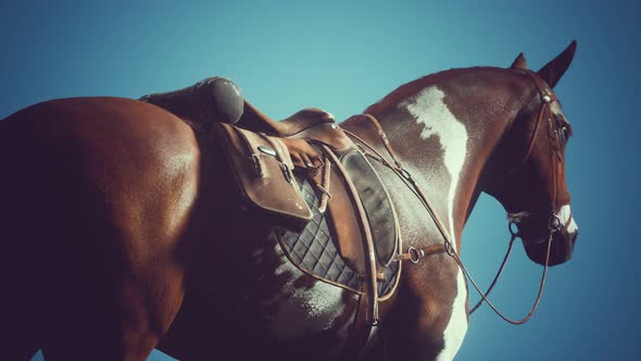 Saddle with Stirrups on a Back of a Horse alt