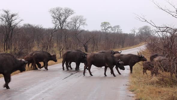 Herd of African Cape Buffalo cross road in dry bushveld after rain alt