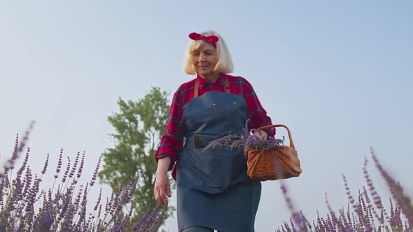 Senior Old Grandmother Woman Farmer Growing Lavender in Blooming Field of Purple Lavender Flowers alt