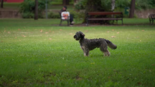 A dog standing on a green lawn in a park