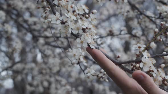 Closeup female hand touches branch with white flowers of blossoming apricot tree. Spring blooming