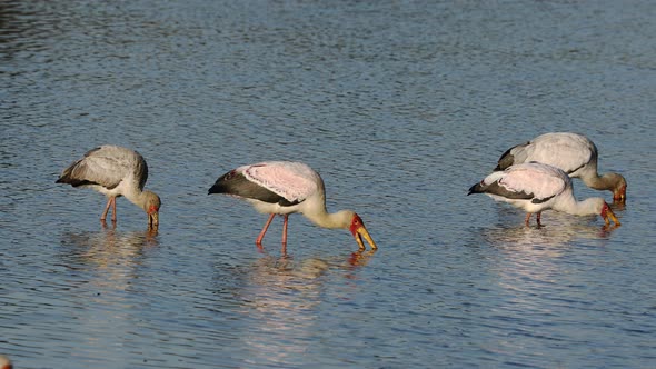 Yellow-billed storks (Mycteria ibis) foraging in shallow water, Kruger National Park, South Africa alt