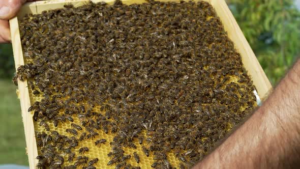 Beekeeper is working with bees and beehives on the apiary. Bees on honeycomb. alt